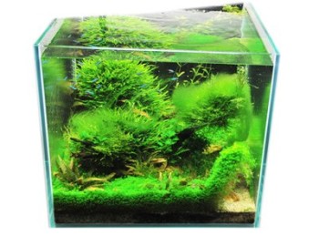 Easy-Life AlgExit 1 litre - anti-algues vertes pour aquarium 