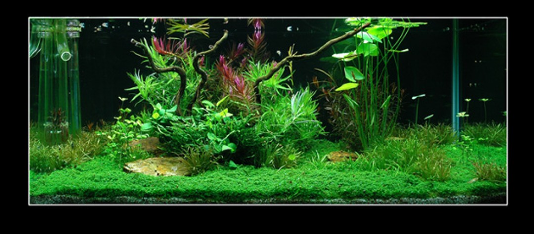 EasyLife aquascaping AGA  EasyLife