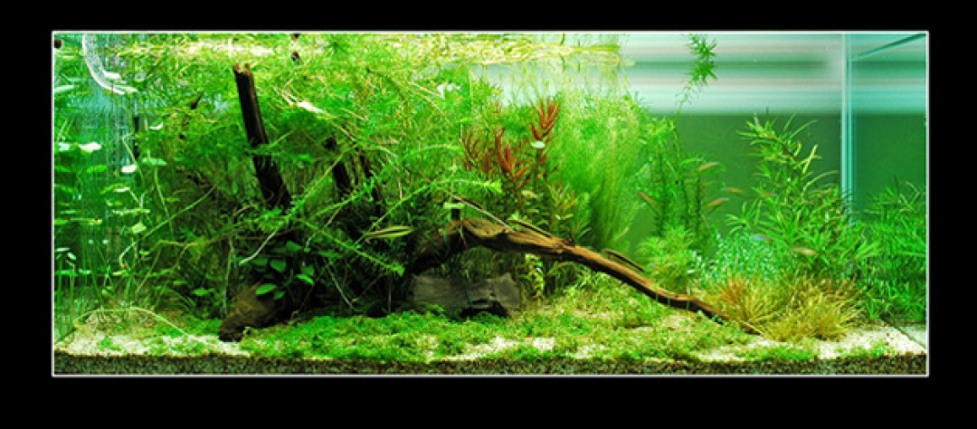 Easy-Life aquascaping AGA - Easy-Life